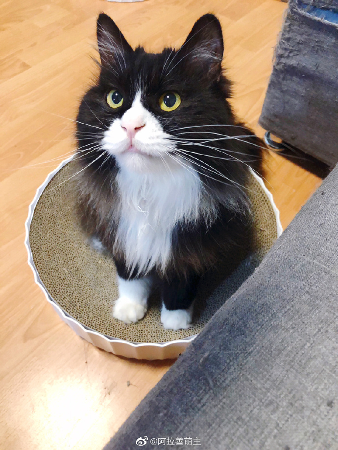 猫图片|宠物猫|猫咪|