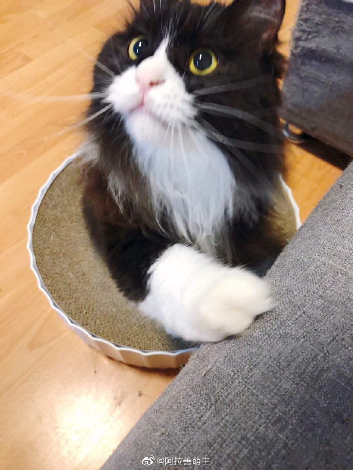 猫图片|宠物猫|猫咪|