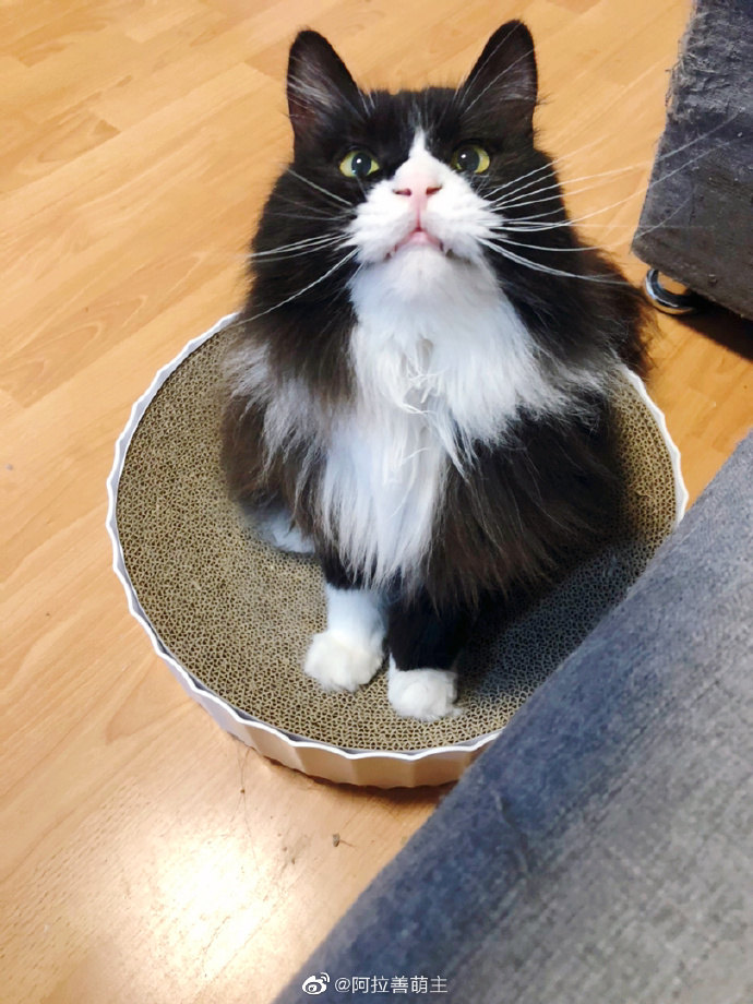 猫图片|宠物猫|猫咪|