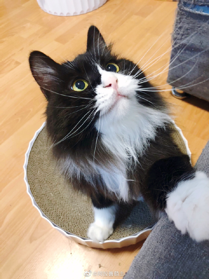 猫图片|宠物猫|猫咪|