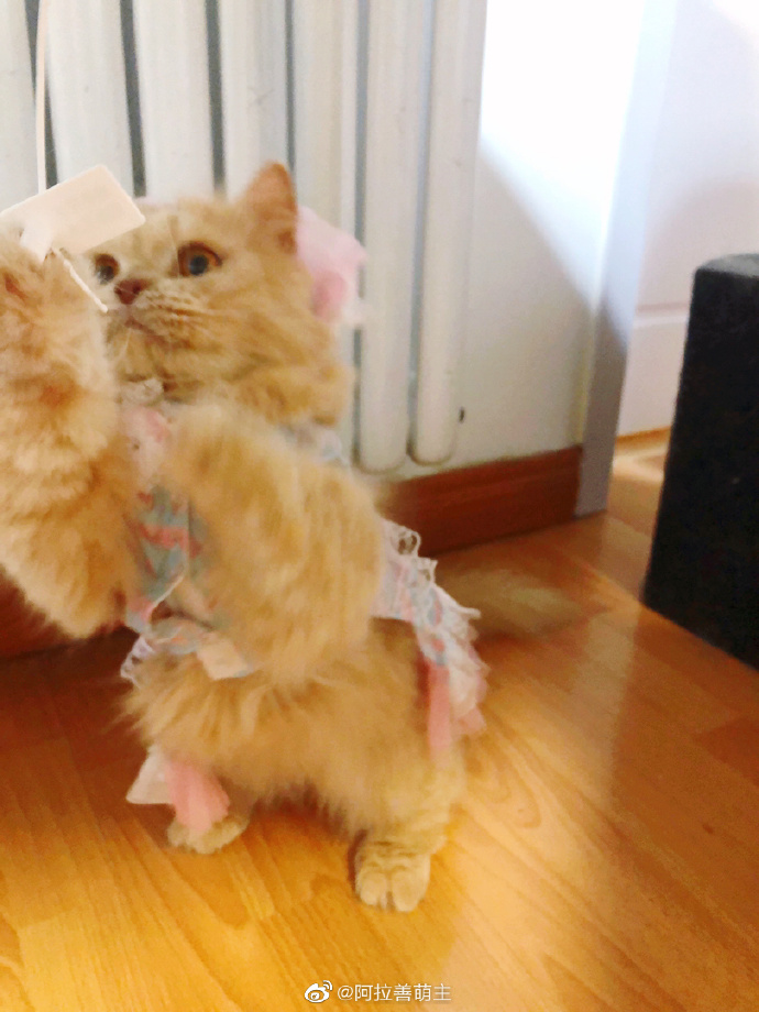 猫图片|宠物猫|猫咪|