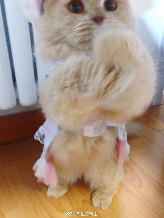 猫图片|宠物猫|猫咪|