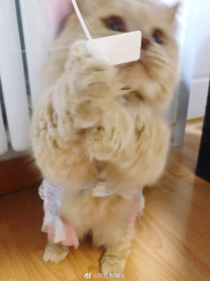 猫图片|宠物猫|猫咪|