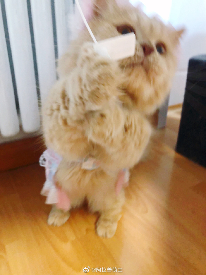 猫图片|宠物猫|猫咪|