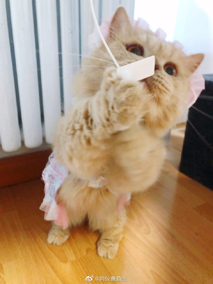 猫图片|宠物猫|猫咪|