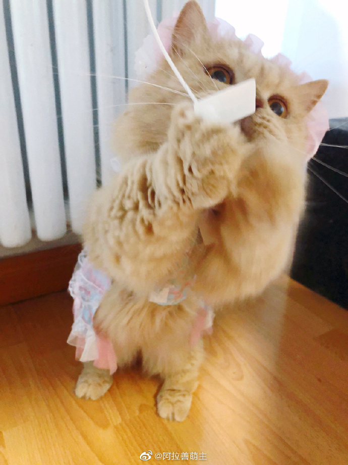 猫图片|宠物猫|猫咪|