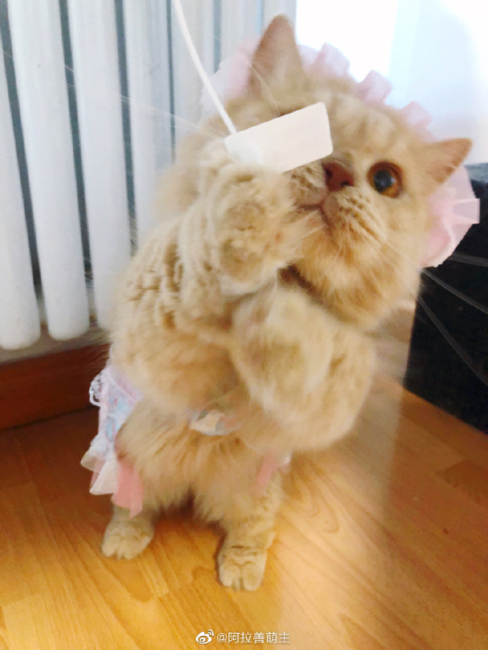 猫图片|宠物猫|猫咪|