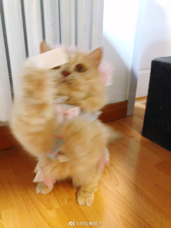 猫图片|宠物猫|猫咪|