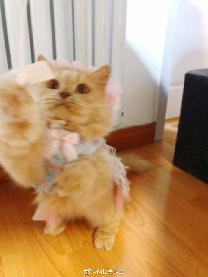 猫图片|宠物猫|猫咪|