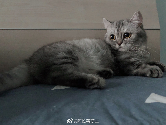 猫图片|宠物猫|猫咪|