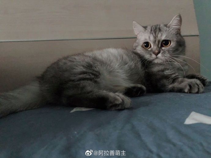 猫图片|宠物猫|猫咪|