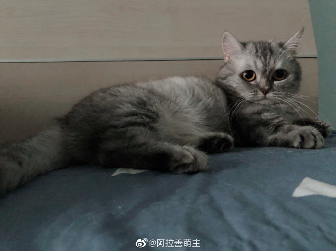 猫图片|宠物猫|猫咪|