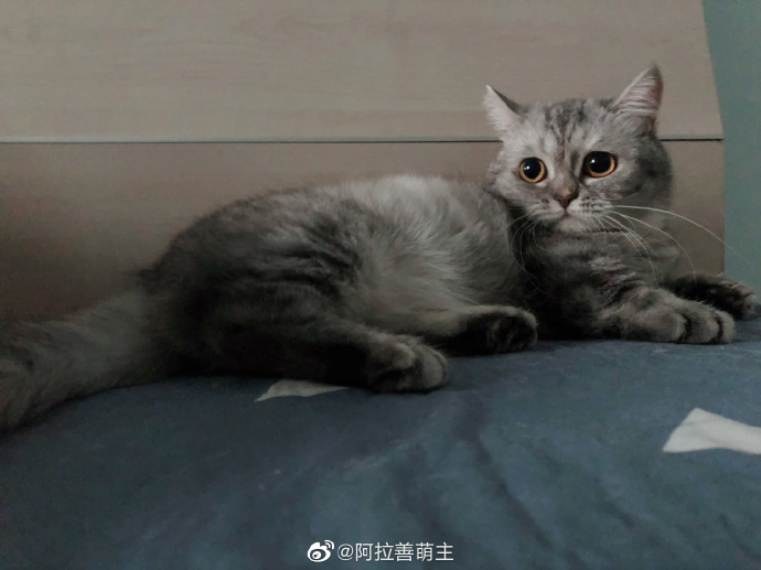 猫图片|宠物猫|猫咪|
