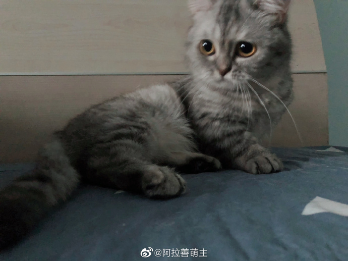 猫图片|宠物猫|猫咪|