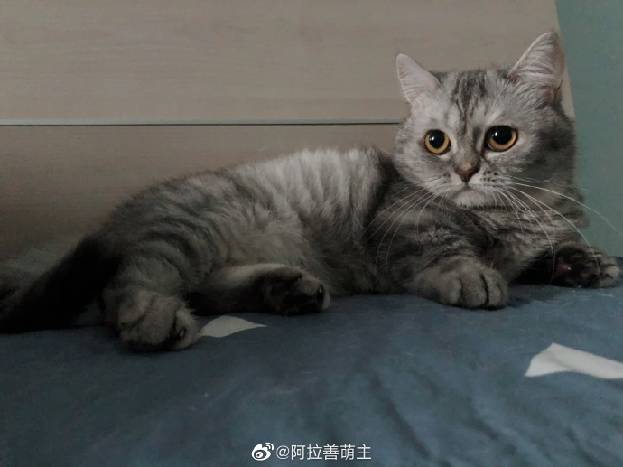 猫图片|宠物猫|猫咪|