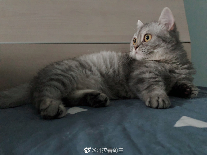 猫图片|宠物猫|猫咪|
