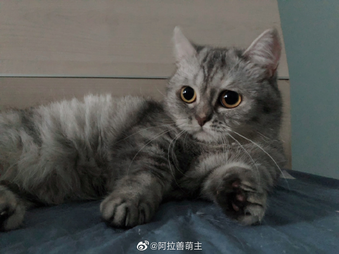 猫图片|宠物猫|猫咪|