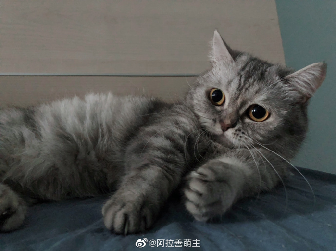 猫图片|宠物猫|猫咪|