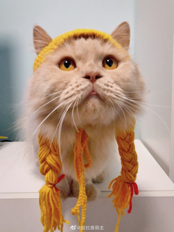 猫图片|宠物猫|猫咪|