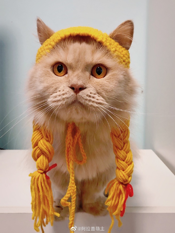 猫图片|宠物猫|猫咪|