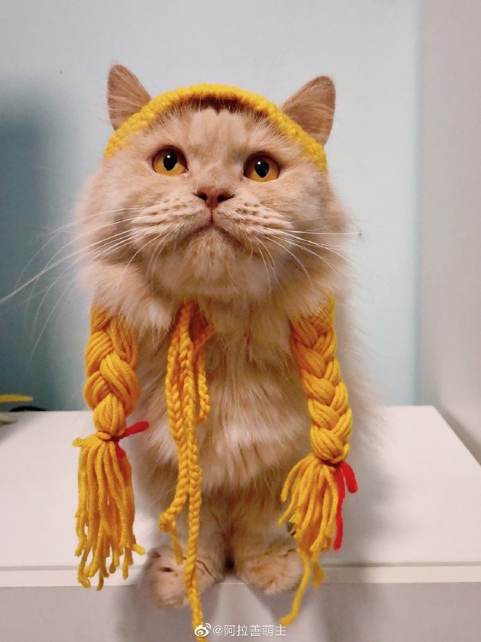 猫图片|宠物猫|猫咪|