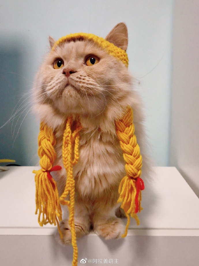 猫图片|宠物猫|猫咪|