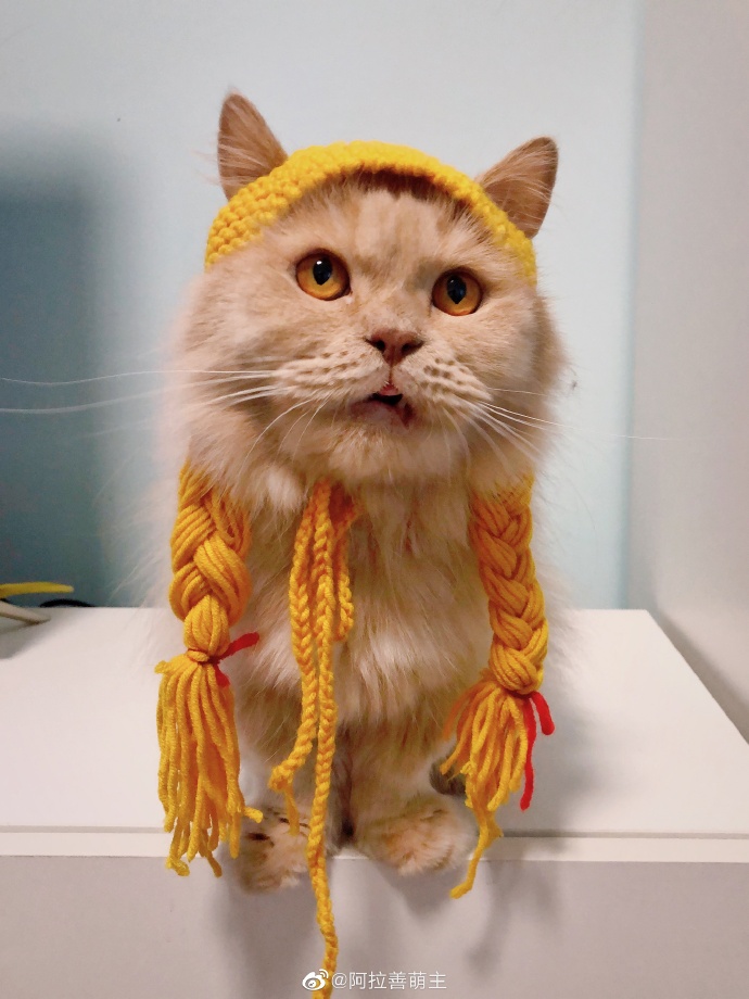 猫图片|宠物猫|猫咪|