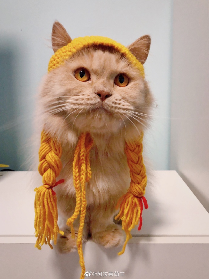 猫图片|宠物猫|猫咪|