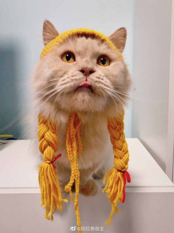 猫图片|宠物猫|猫咪|