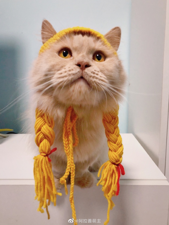 猫图片|宠物猫|猫咪|