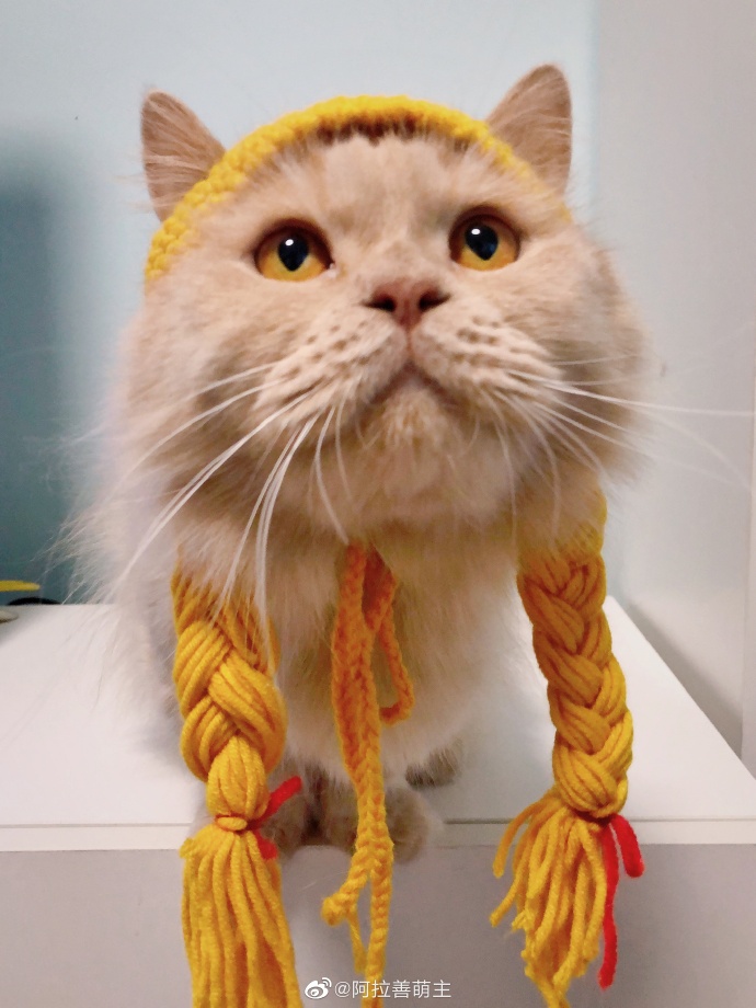 猫图片|宠物猫|猫咪|