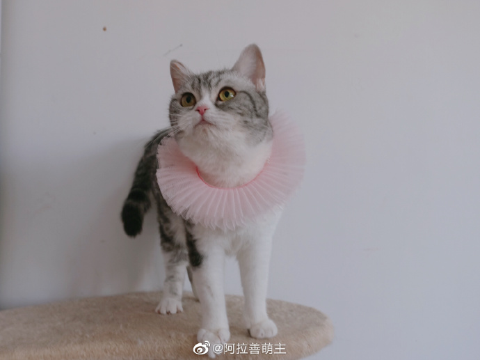 猫图片|宠物猫|猫咪|