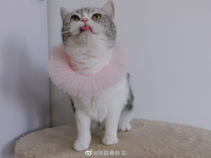 猫图片|宠物猫|猫咪|