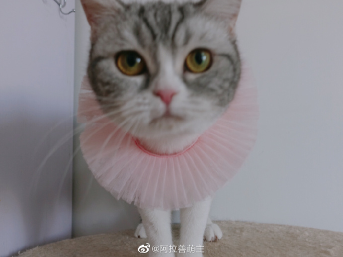 猫图片|宠物猫|猫咪|