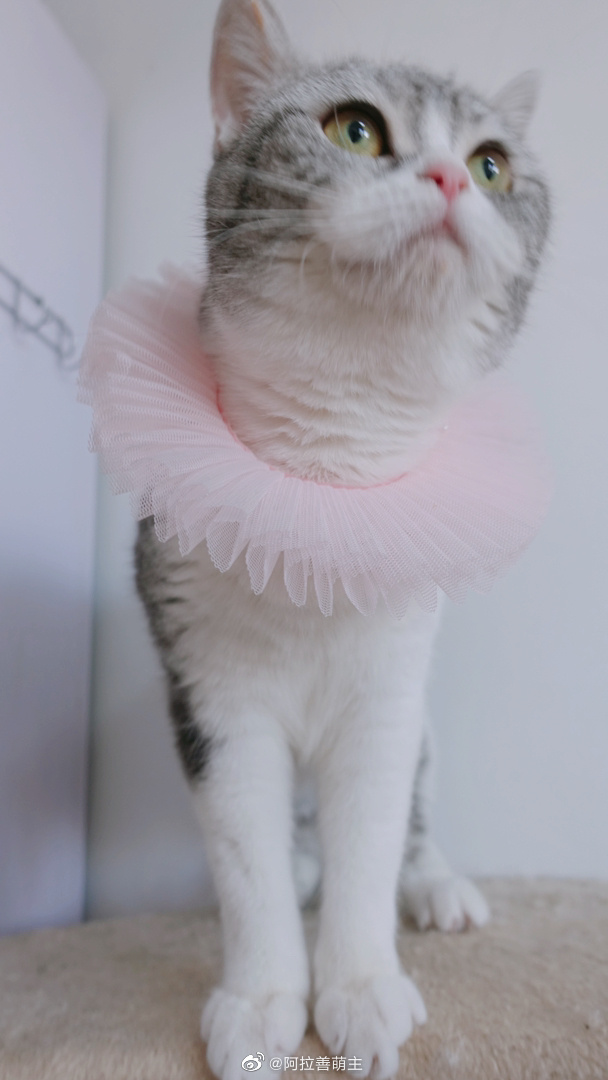 猫图片|宠物猫|猫咪|