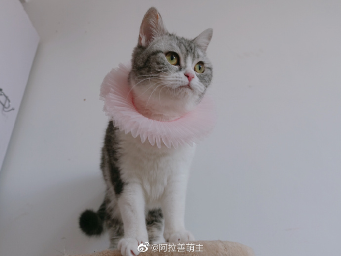 猫图片|宠物猫|猫咪|