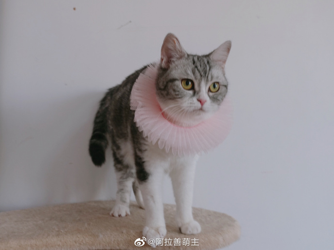 猫图片|宠物猫|猫咪|