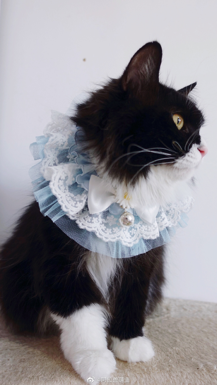 猫图片|宠物猫|猫咪|