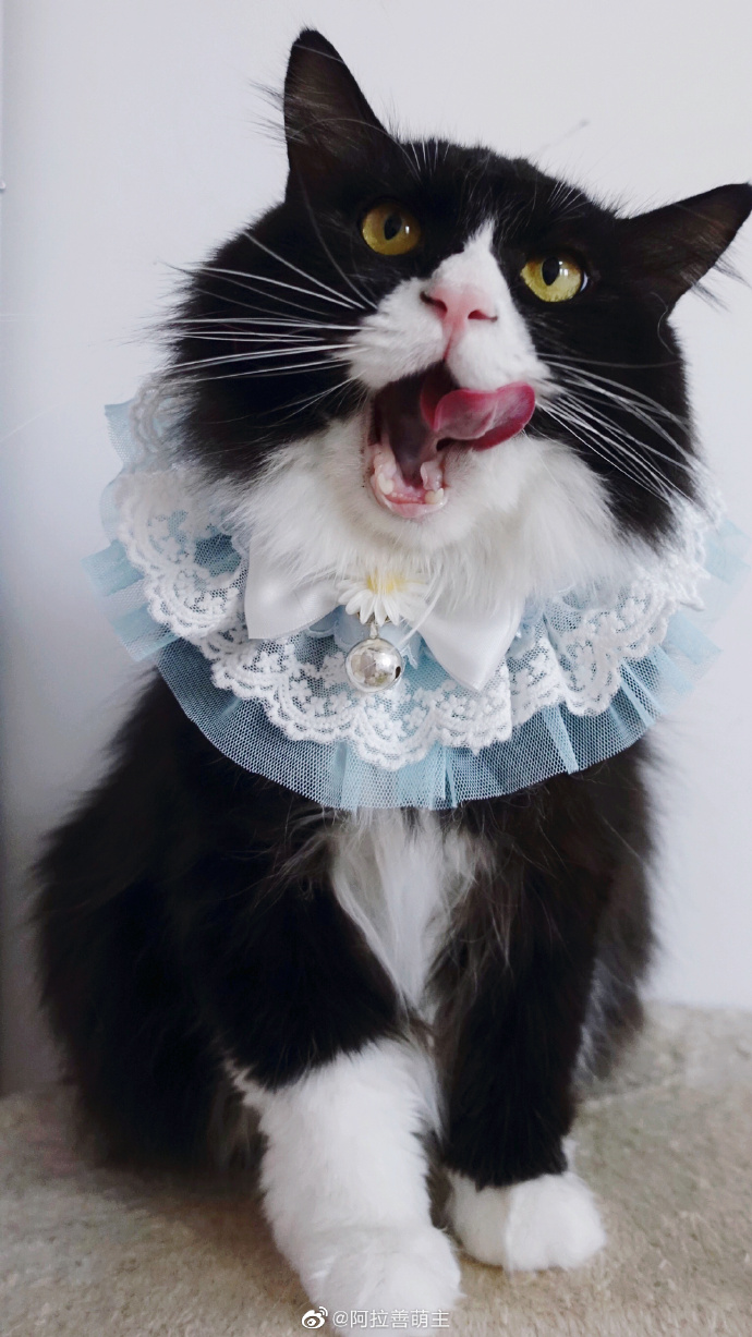 猫图片|宠物猫|猫咪|