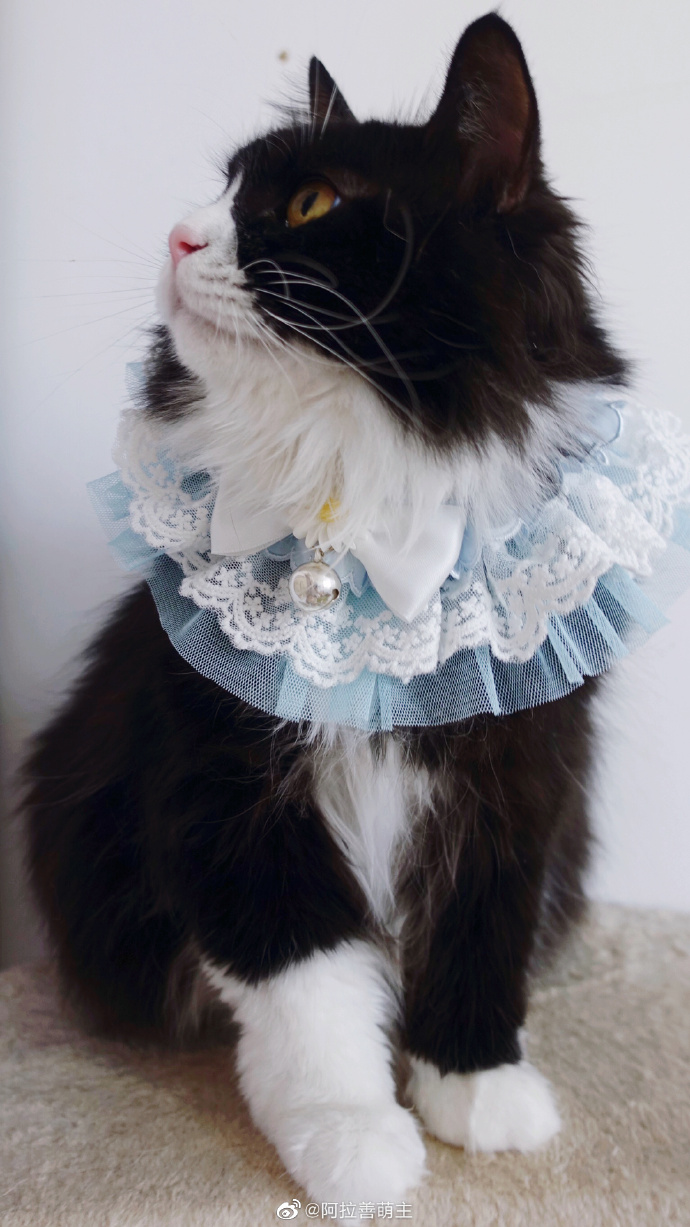 猫图片|宠物猫|猫咪|