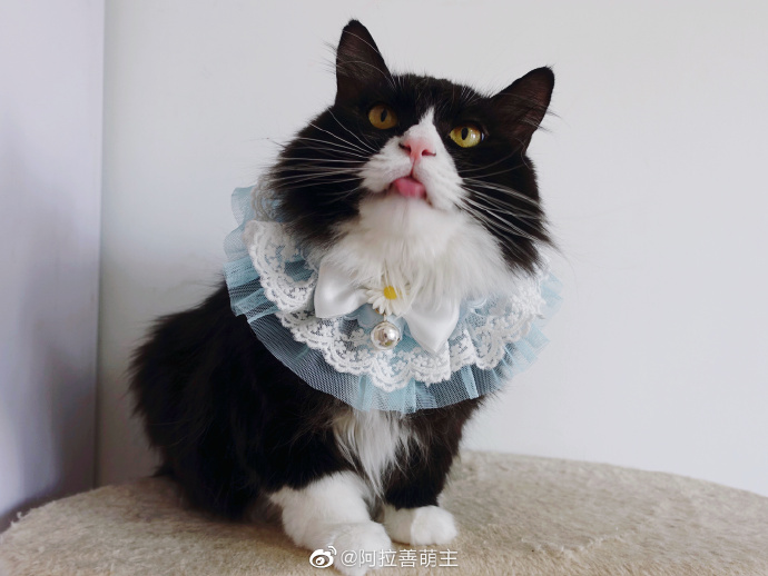 猫图片|宠物猫|猫咪|