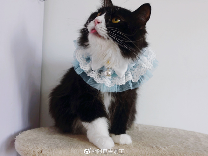 猫图片|宠物猫|猫咪|