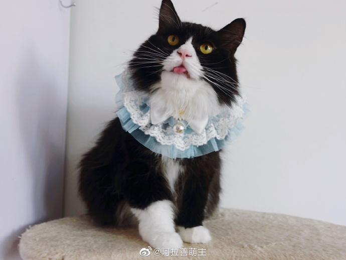 猫图片|宠物猫|猫咪|