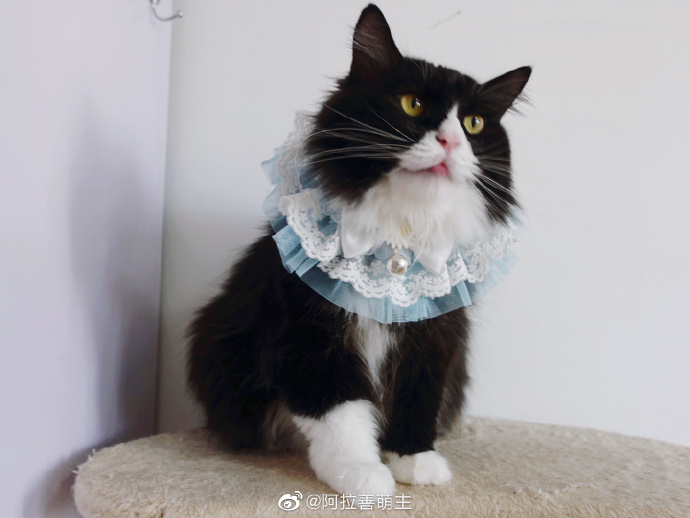 猫图片|宠物猫|猫咪|