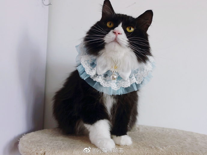 猫图片|宠物猫|猫咪|