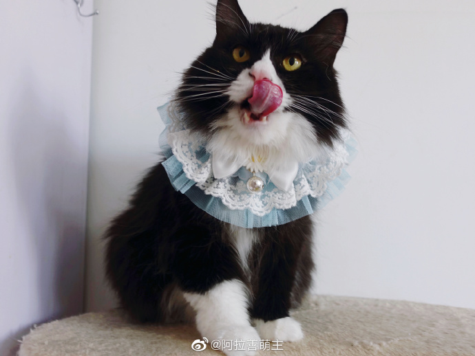 猫图片|宠物猫|猫咪|