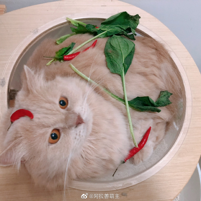 猫图片|宠物猫|猫咪|