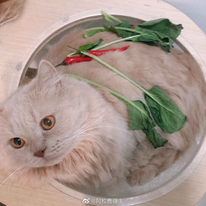 猫图片|宠物猫|猫咪|