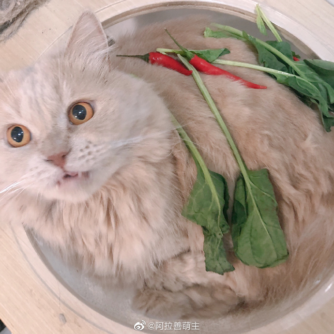 猫图片|宠物猫|猫咪|