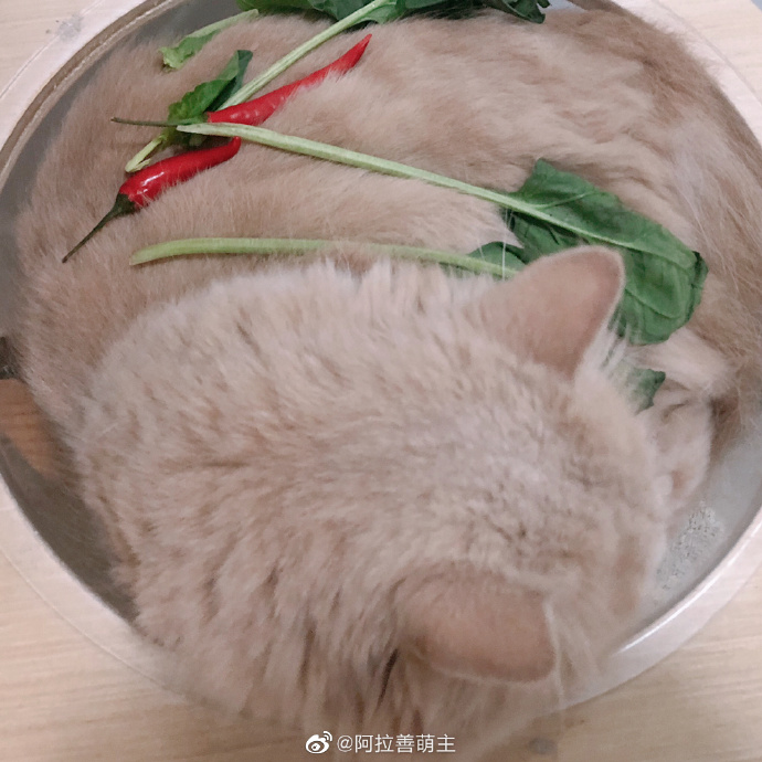 猫图片|宠物猫|猫咪|
